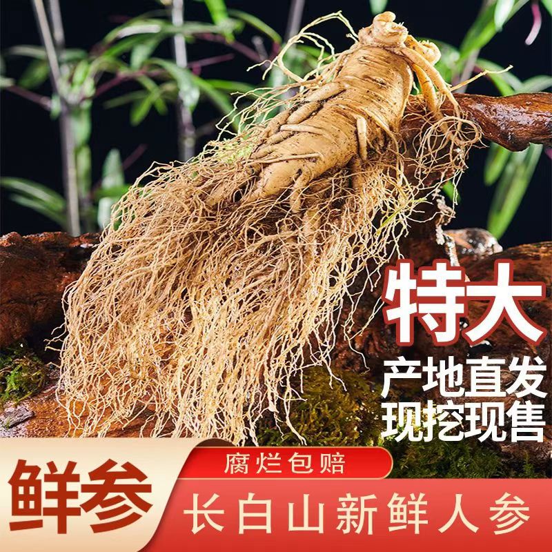 长白山现挖新鲜 【高年头老参单支150克 】 送礼泡酒（送种子）