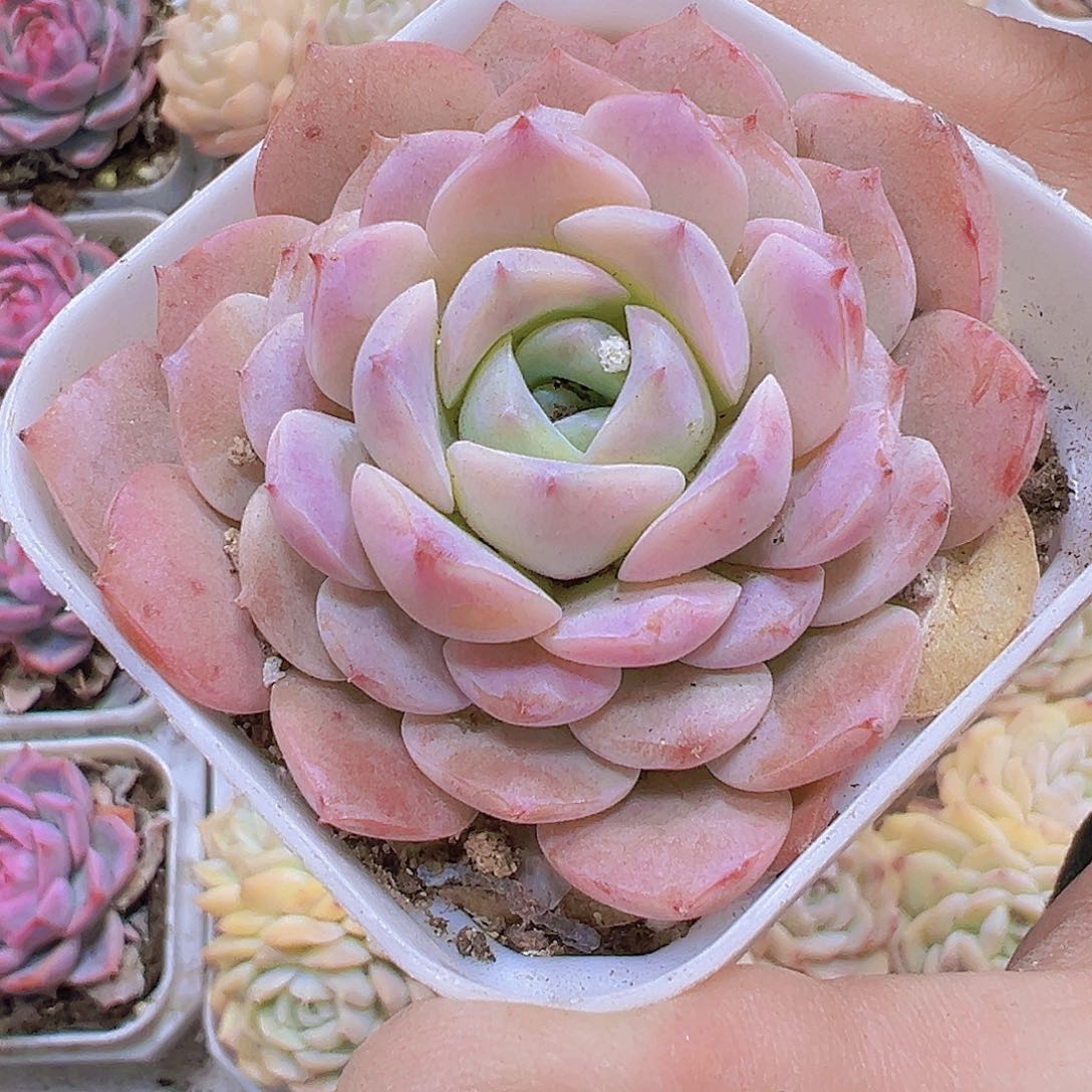 粉恩宠19包邮多肉