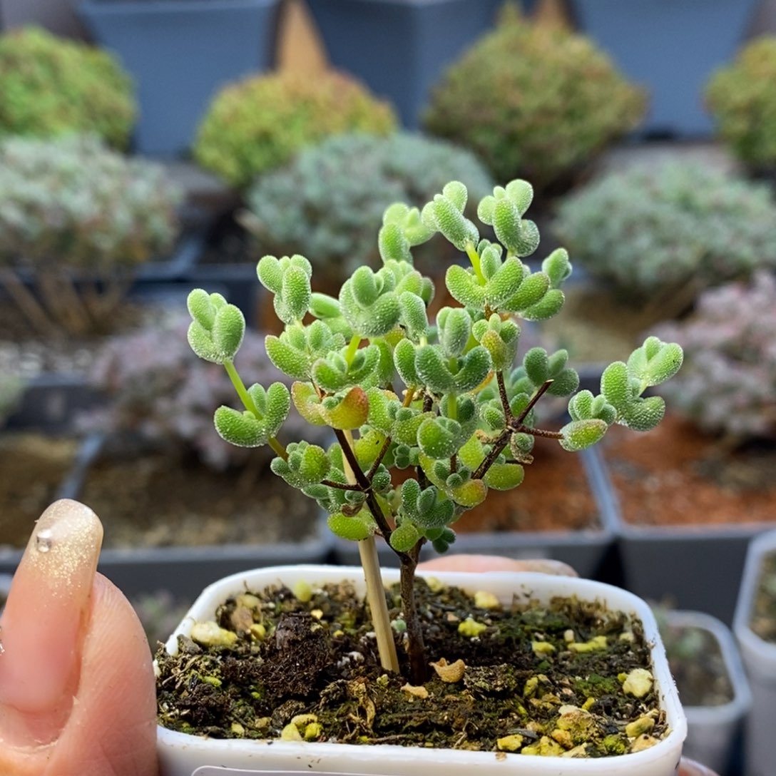 148莱斯枝干番杏