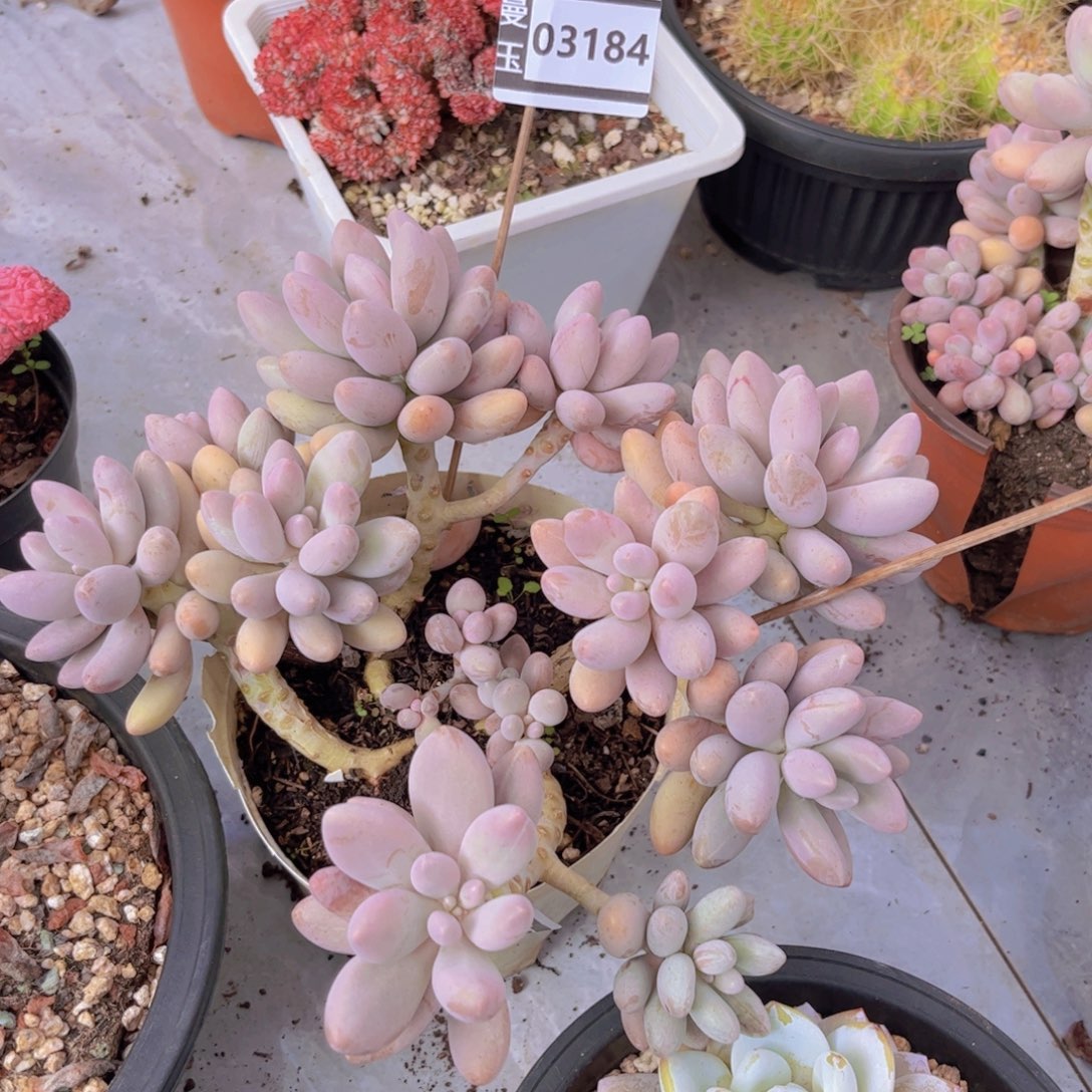 粉色恋人多肉植物03184