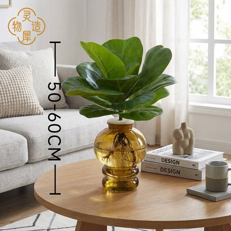 【基地直发】水培琴叶榕绿植50-60cm室内客厅桌面好养耐荫观赏植物