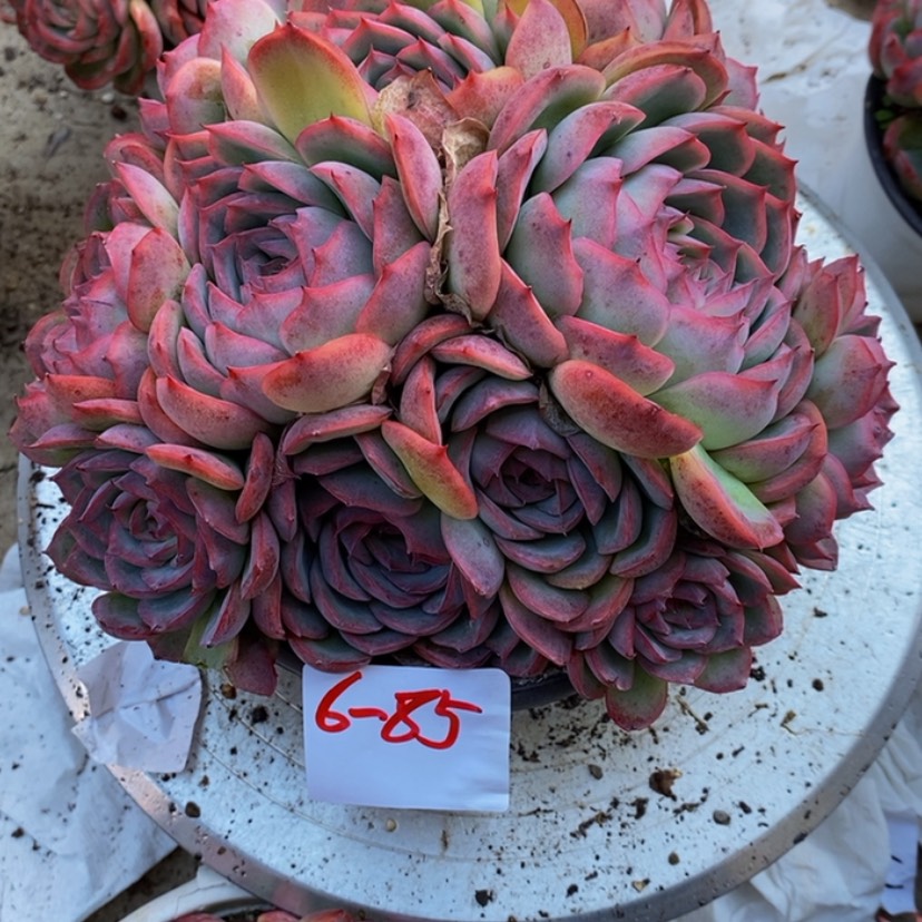 【闪购商品】?****?多肉植物