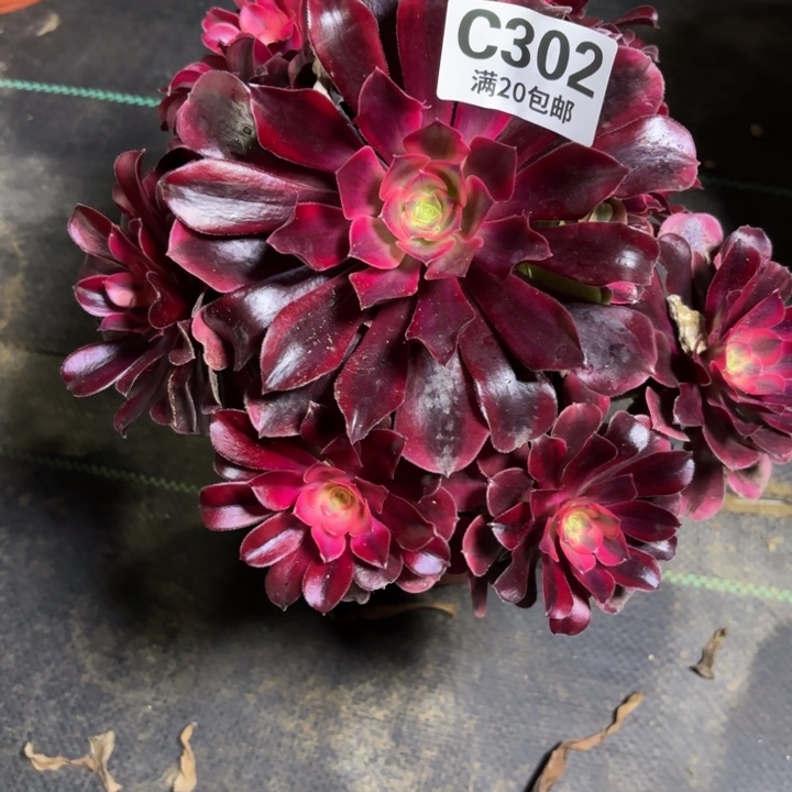 瑞妈一物一拍302