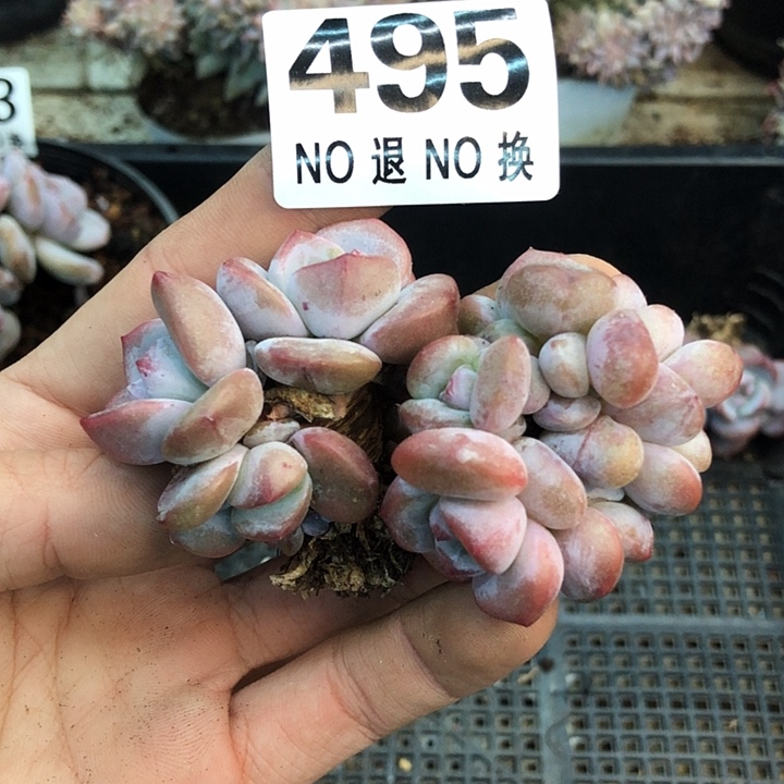 星影石榴籽福利出咯 495