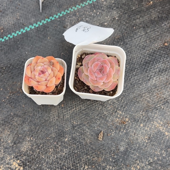 喜鹊一物一拍专拍