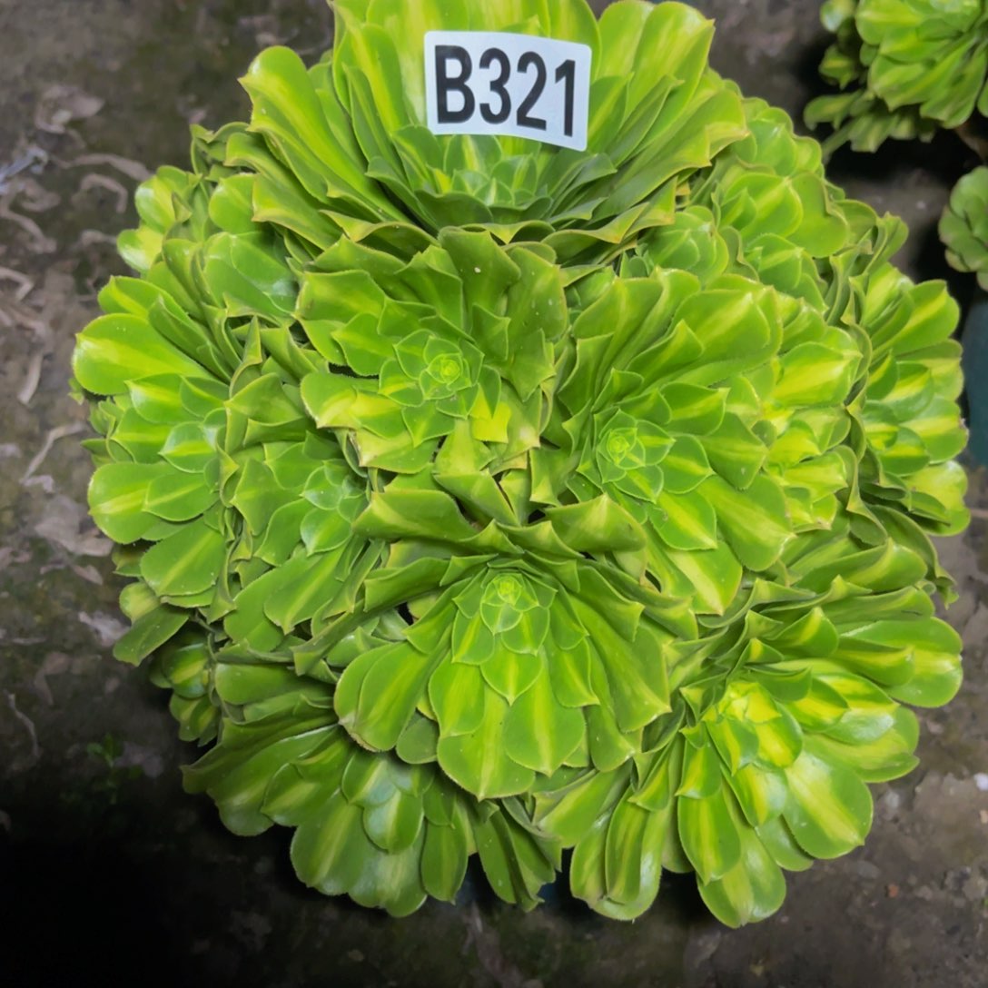 翡翠琉璃16/33包邮