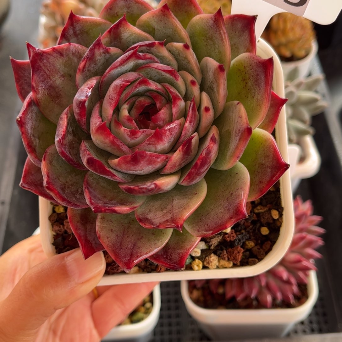 多肉植物0429 满30包邮