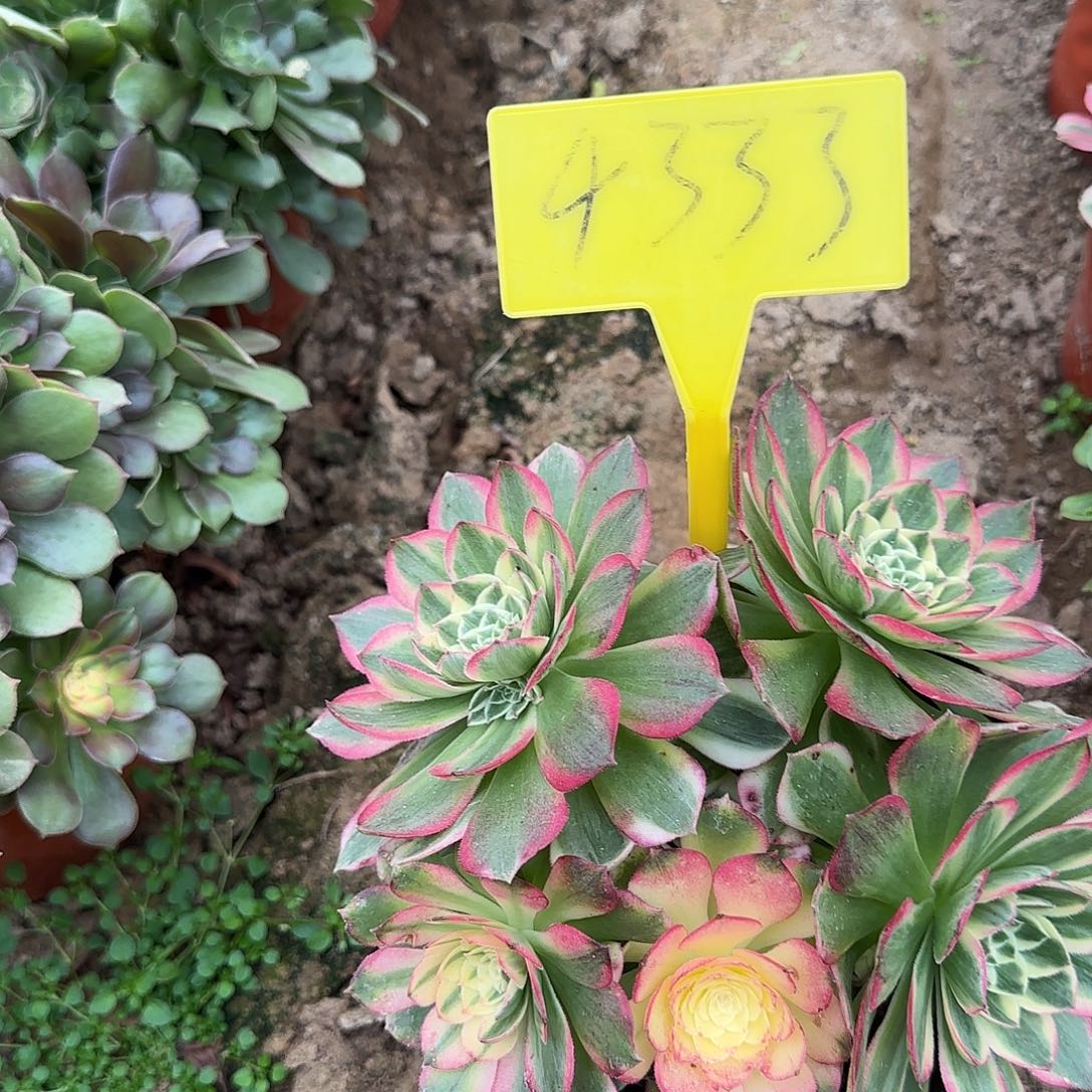 4333--海王多肉植物