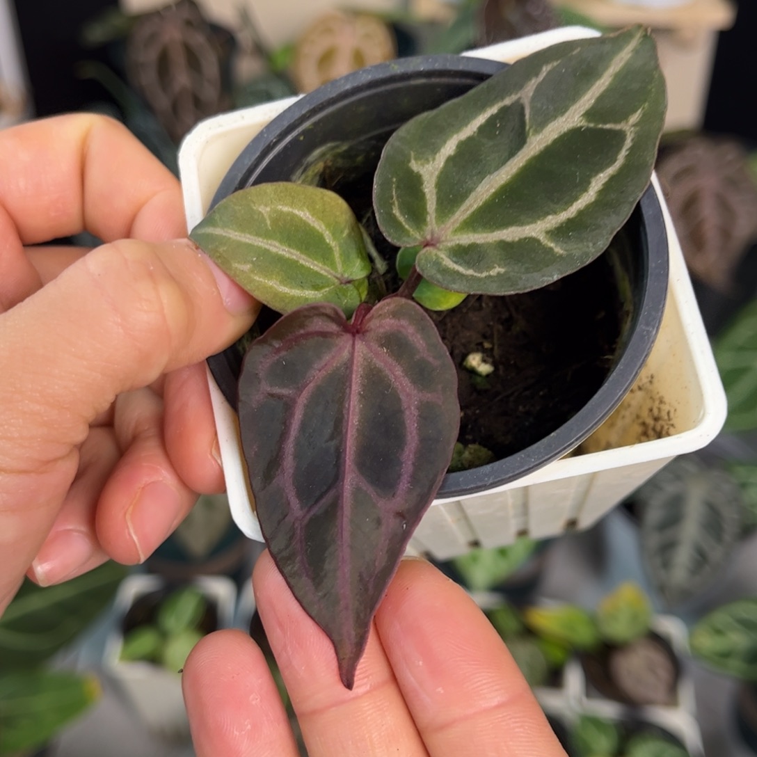 无花朵013 紫水晶