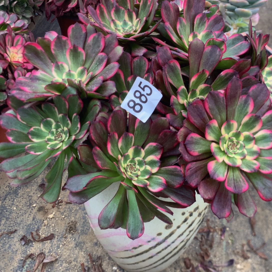 梦*乡885黑金l刚多肉植物