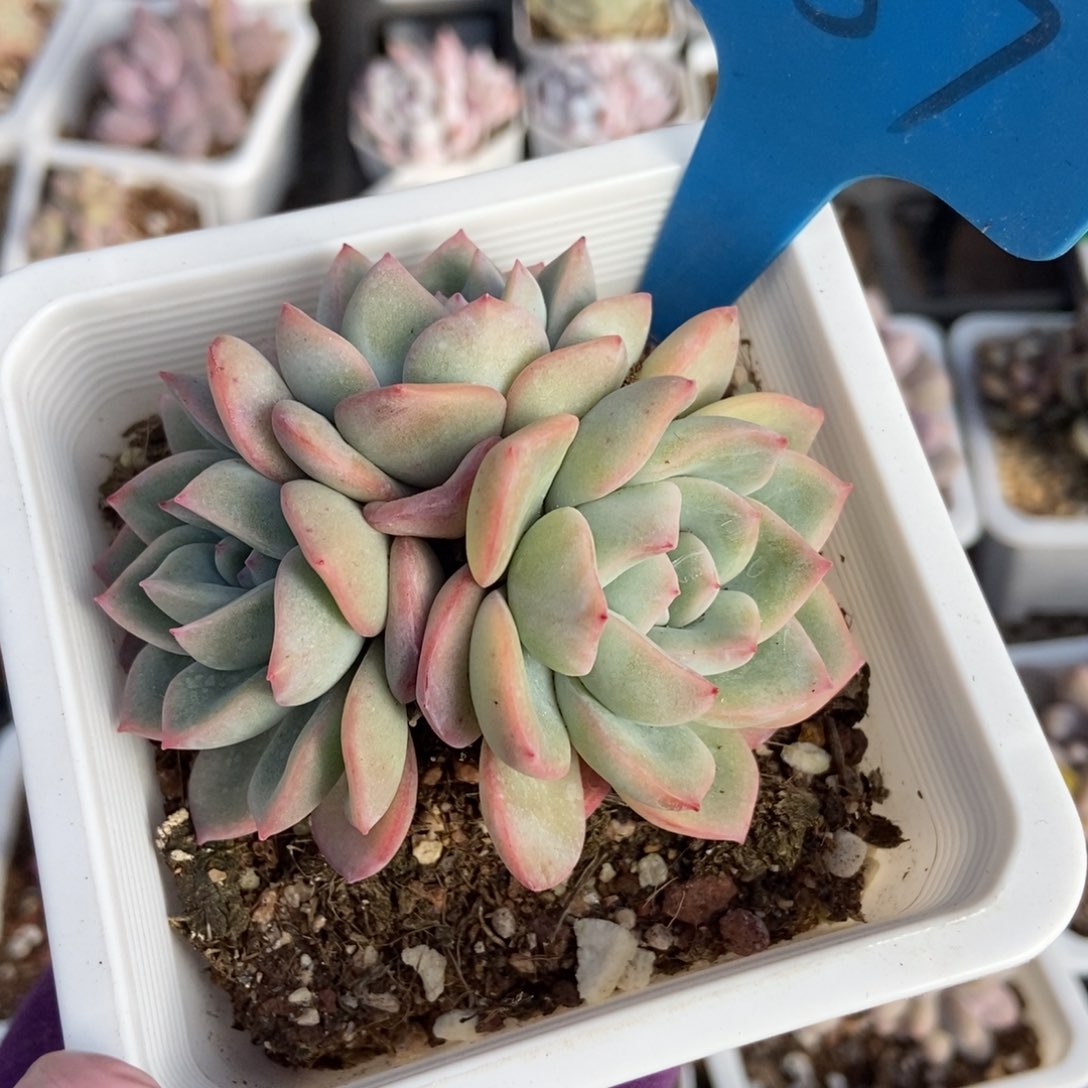 887泡芙多肉植物保护