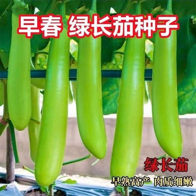 【全店满5元包邮】正宗绿长茄种子肉厚软糯青皮茄子春秋季蔬菜种子