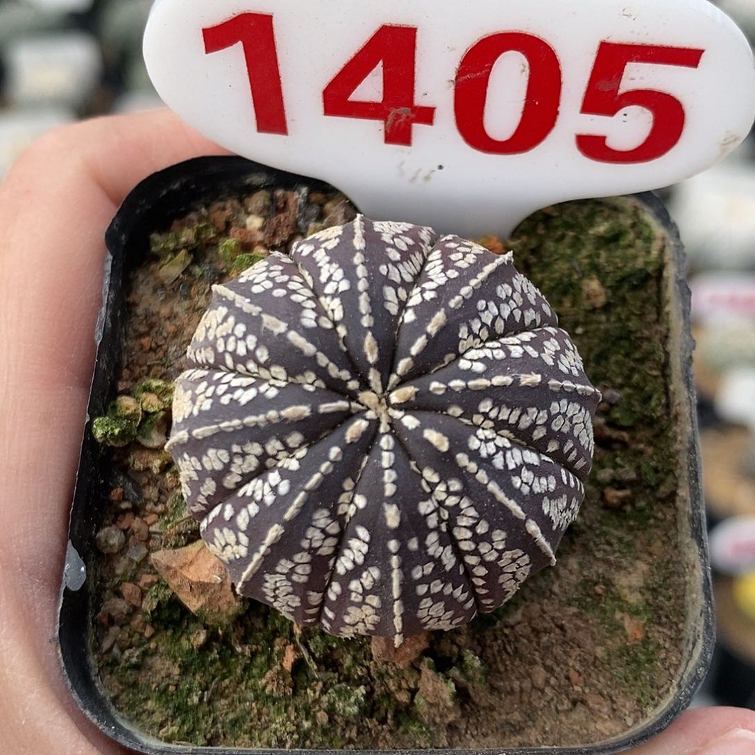 1405紫皮连线系列福利来