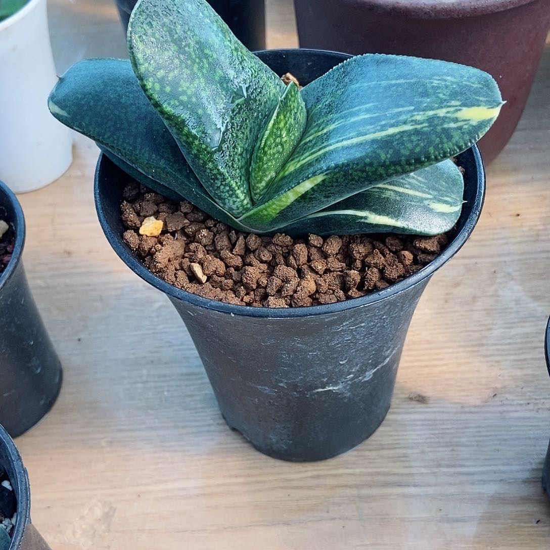 630卧牛实生锦带盆发货