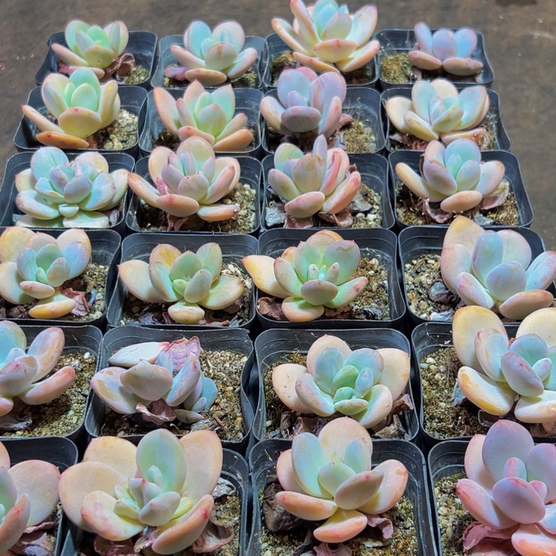 349多肉葡萄的价格是多少啊哈哈笑而不