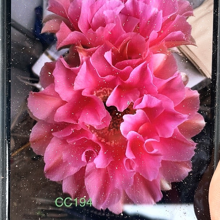 哇塞自根4公分以上