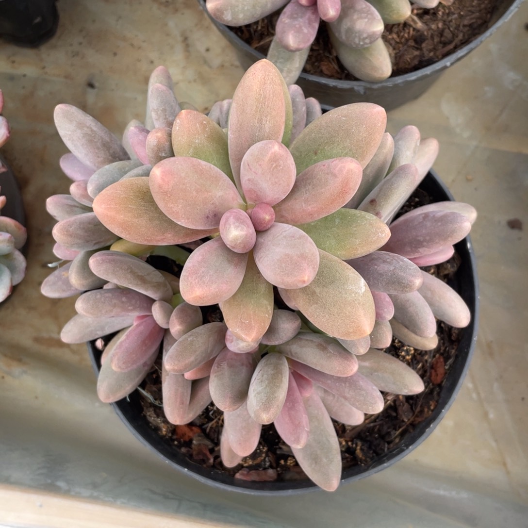 糖果美人多肉冠幅15 公分一物一拍