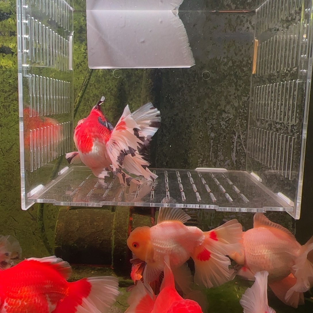 金鱼百褶泰师压成3