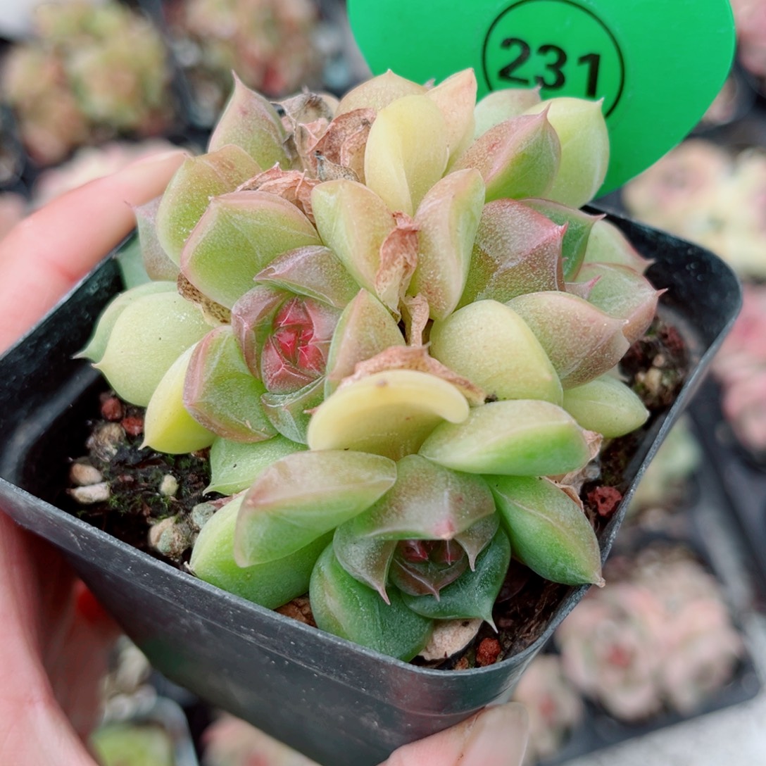 231号小老桩珍妮群