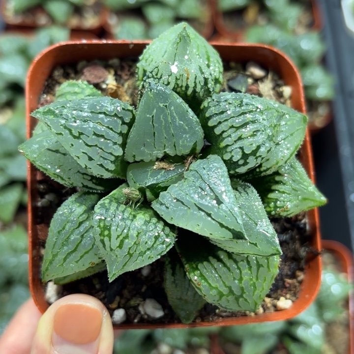 马丽丽女王多肉植物