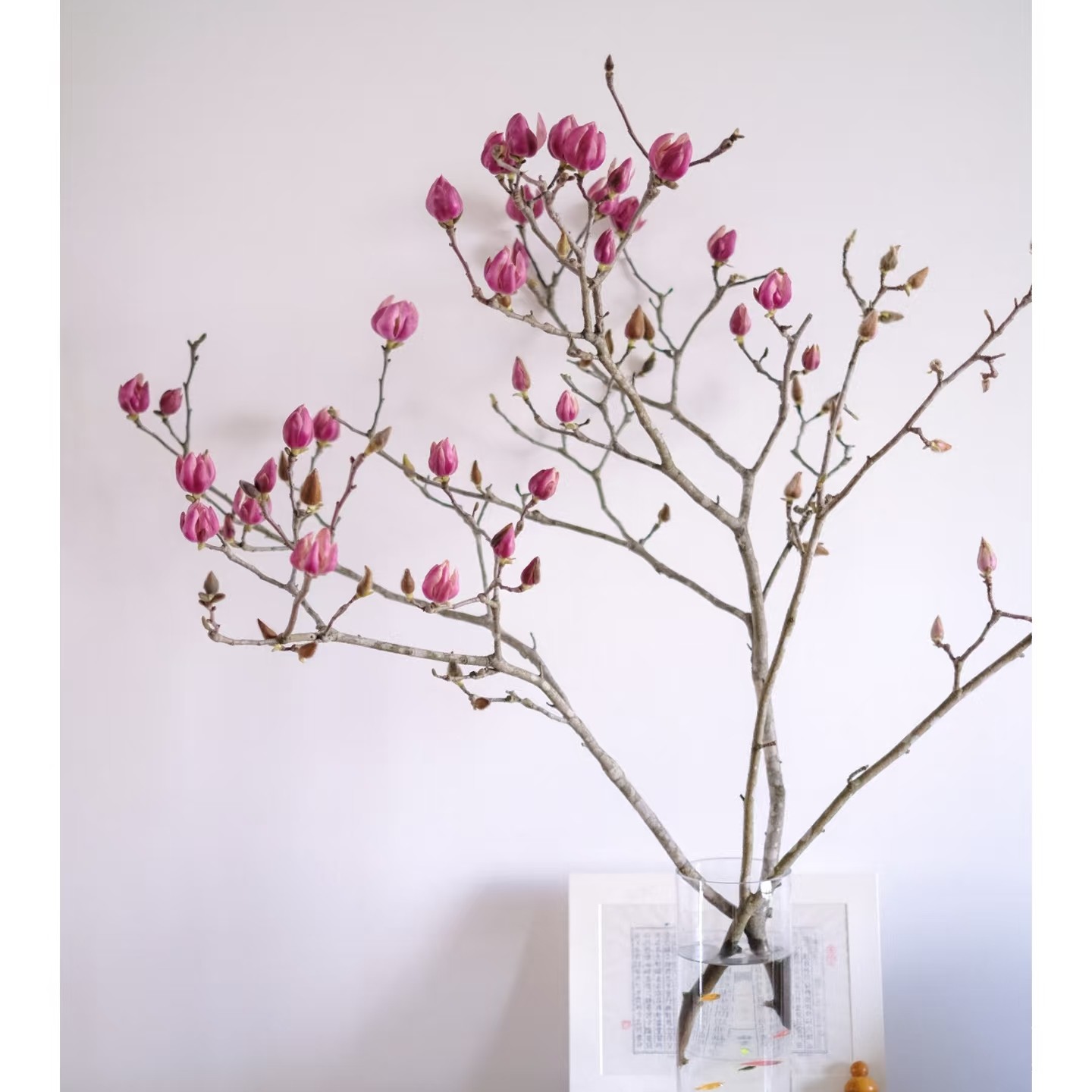 干支玉兰一份粉色