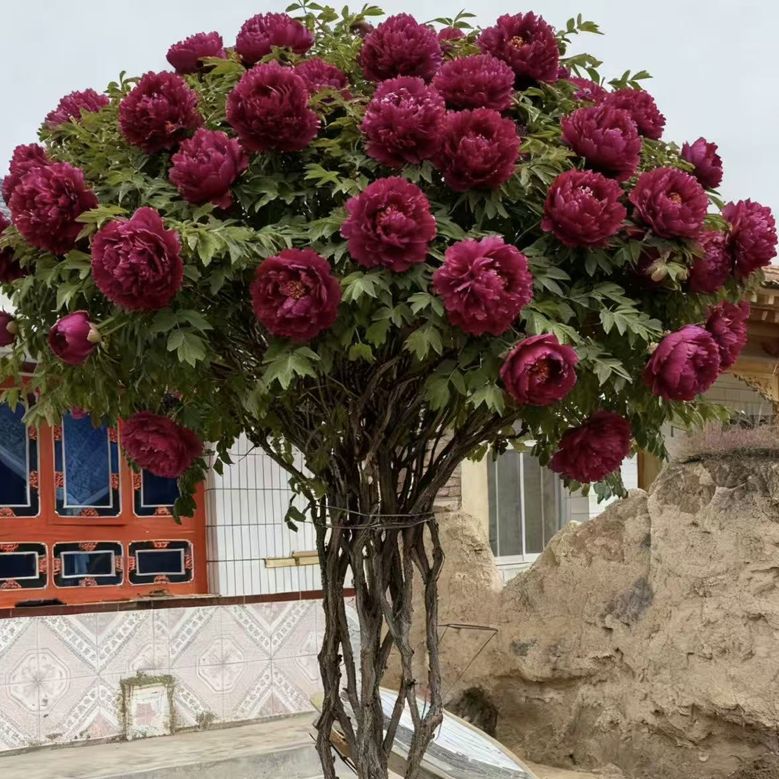 甘肃原生态紫斑牡丹