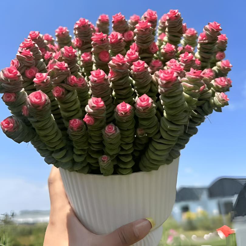 钱串桌面小盆栽招财多肉植物办公室内阳台防辐射绿植懒人花好养活