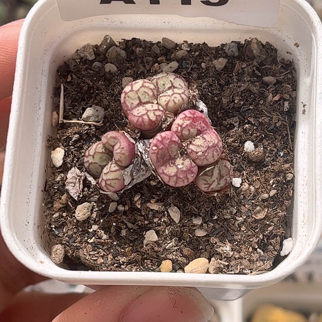 1111–番杏福利a115