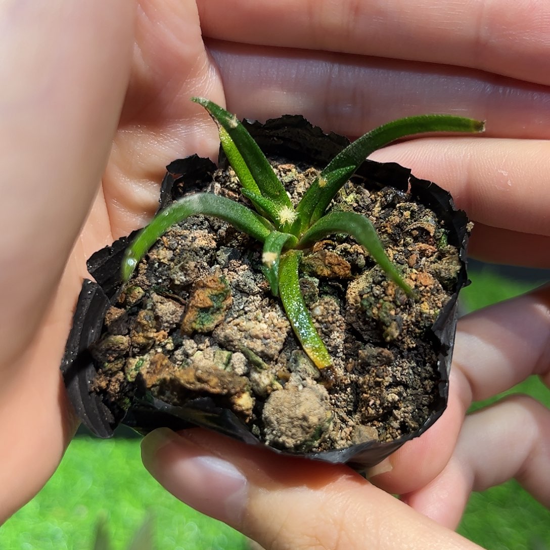 实生龙舌兰牡丹萝卜根