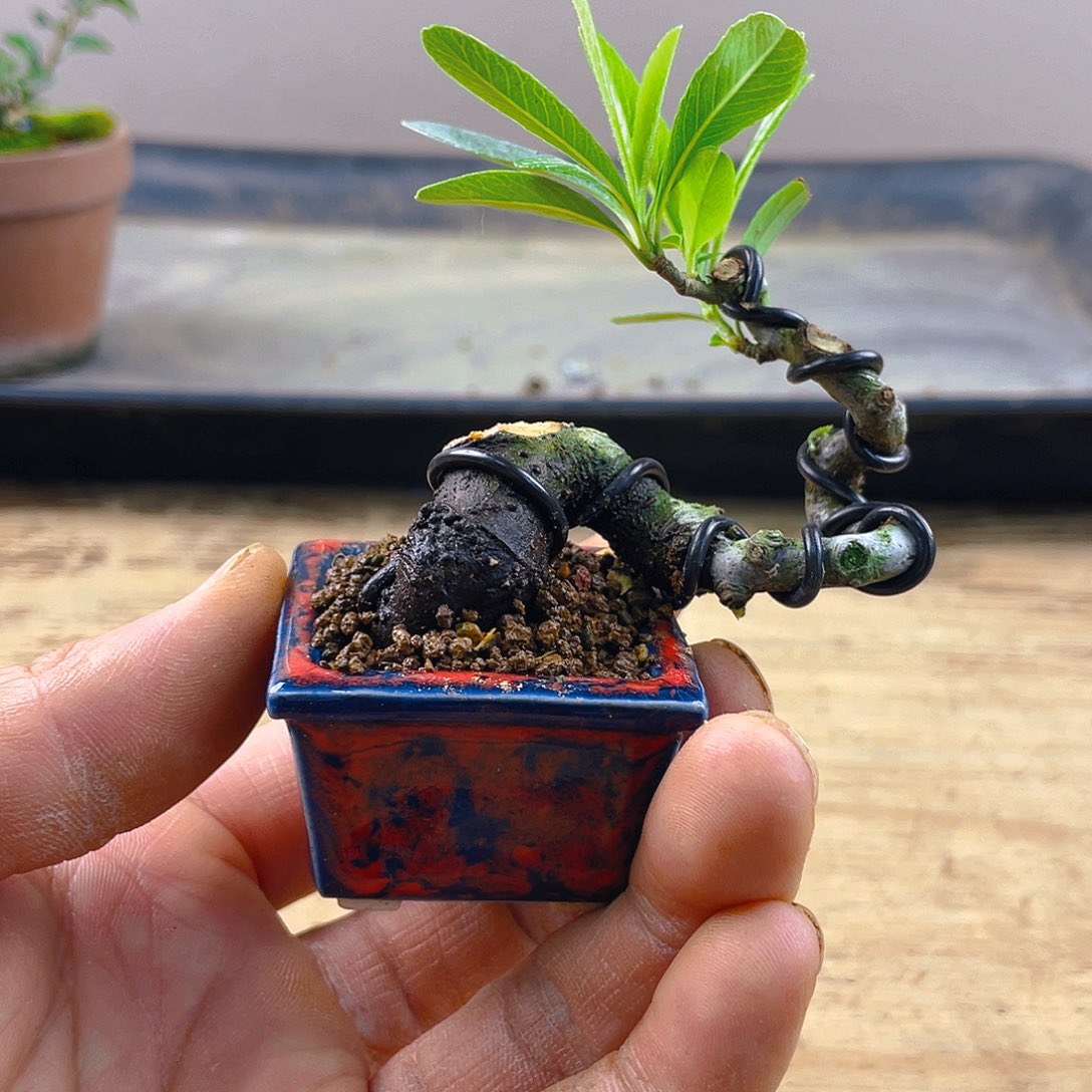 无花朵T**_火棘花开富贵吉祥