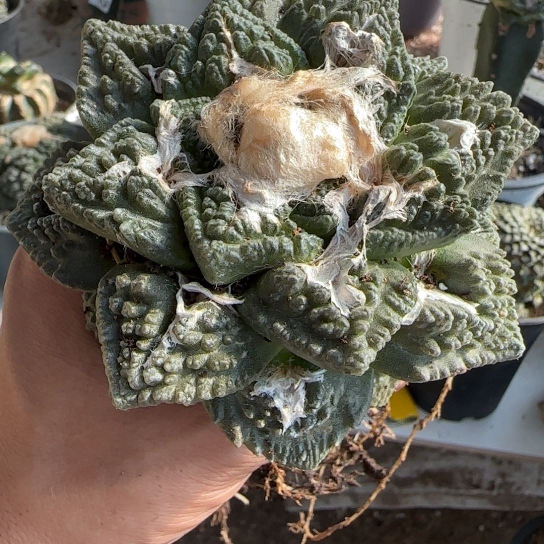 【闪购商品】自根10厘米大龟甲190