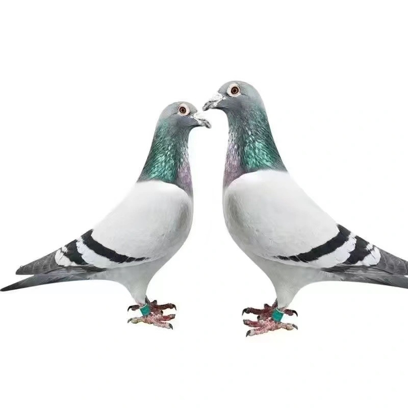 信鸽种鸽成绩鸽血统鸽名家大户鸽