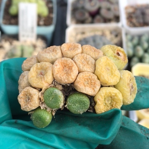 多肉肉锥 17头青团