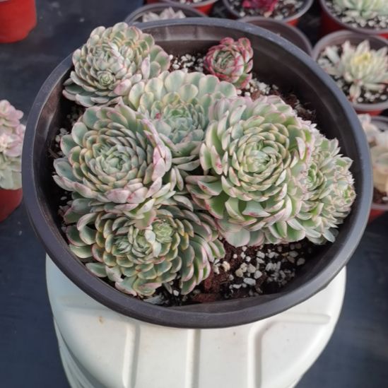 梦幻玫瑰白覆轮锦群