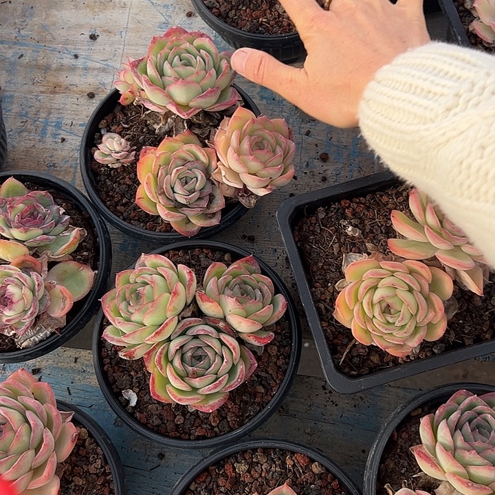 丰***源18一筐26个脱土多肉