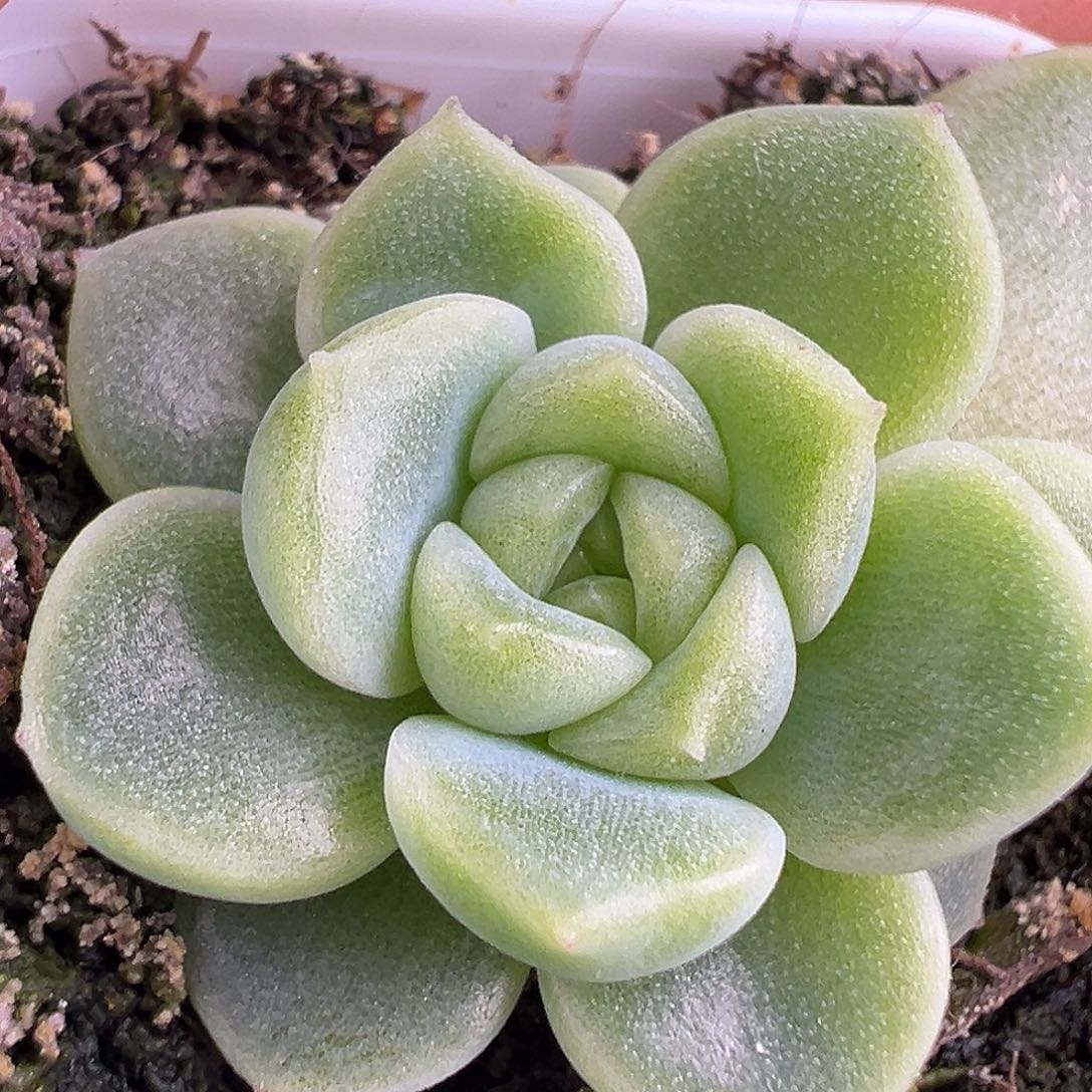 Lc10财富密码。      