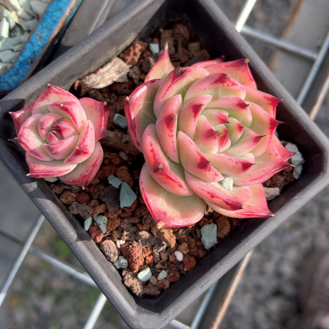 蓝龙（满38包邮）多肉