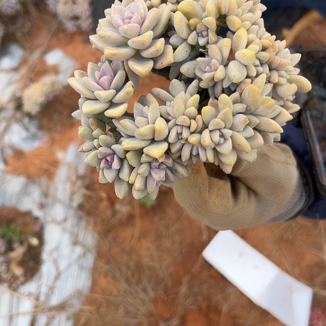宁***远淡雪多肉一物一拍