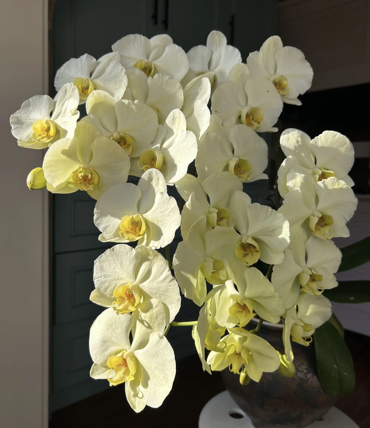 蝴蝶兰【绿地球】3.0杯无花无剑