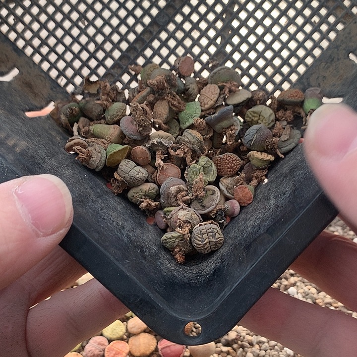 空***色干养植物4007不售后