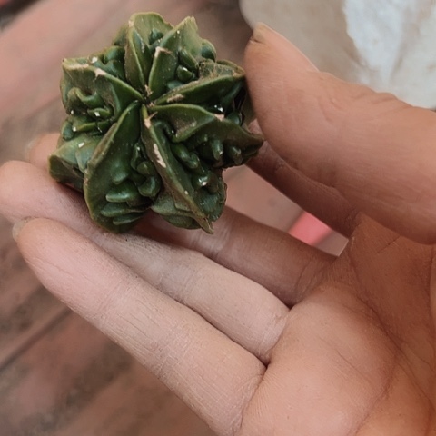 2764处理实生仙人球的方法