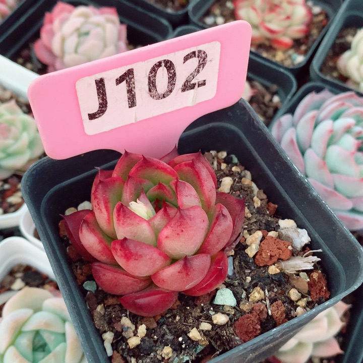 福利多肉植物5cm