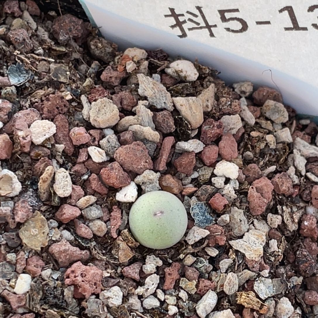 5-130肉锥433v嘴多肉