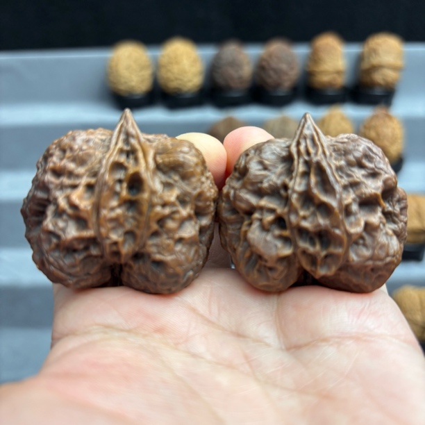 41尺寸  生命（云南铁核桃一物一图产地直发）