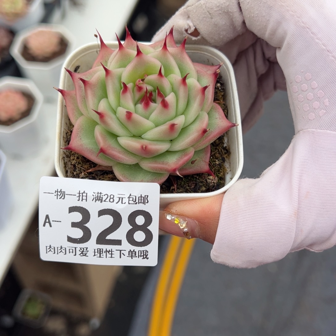 托斯卡多肉多肉多肉多肉