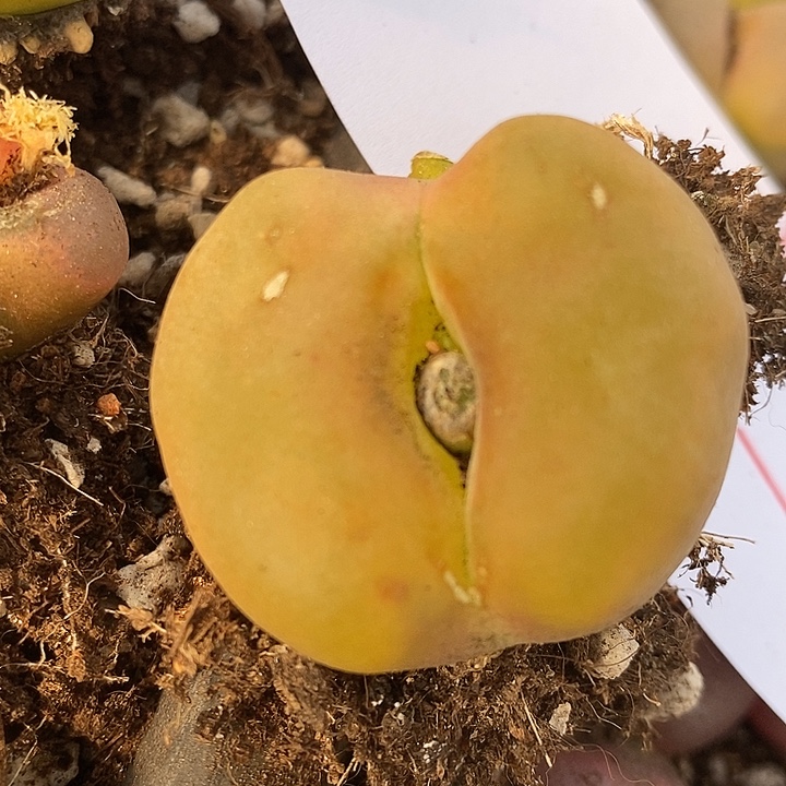 557巨型大颗一颗。     