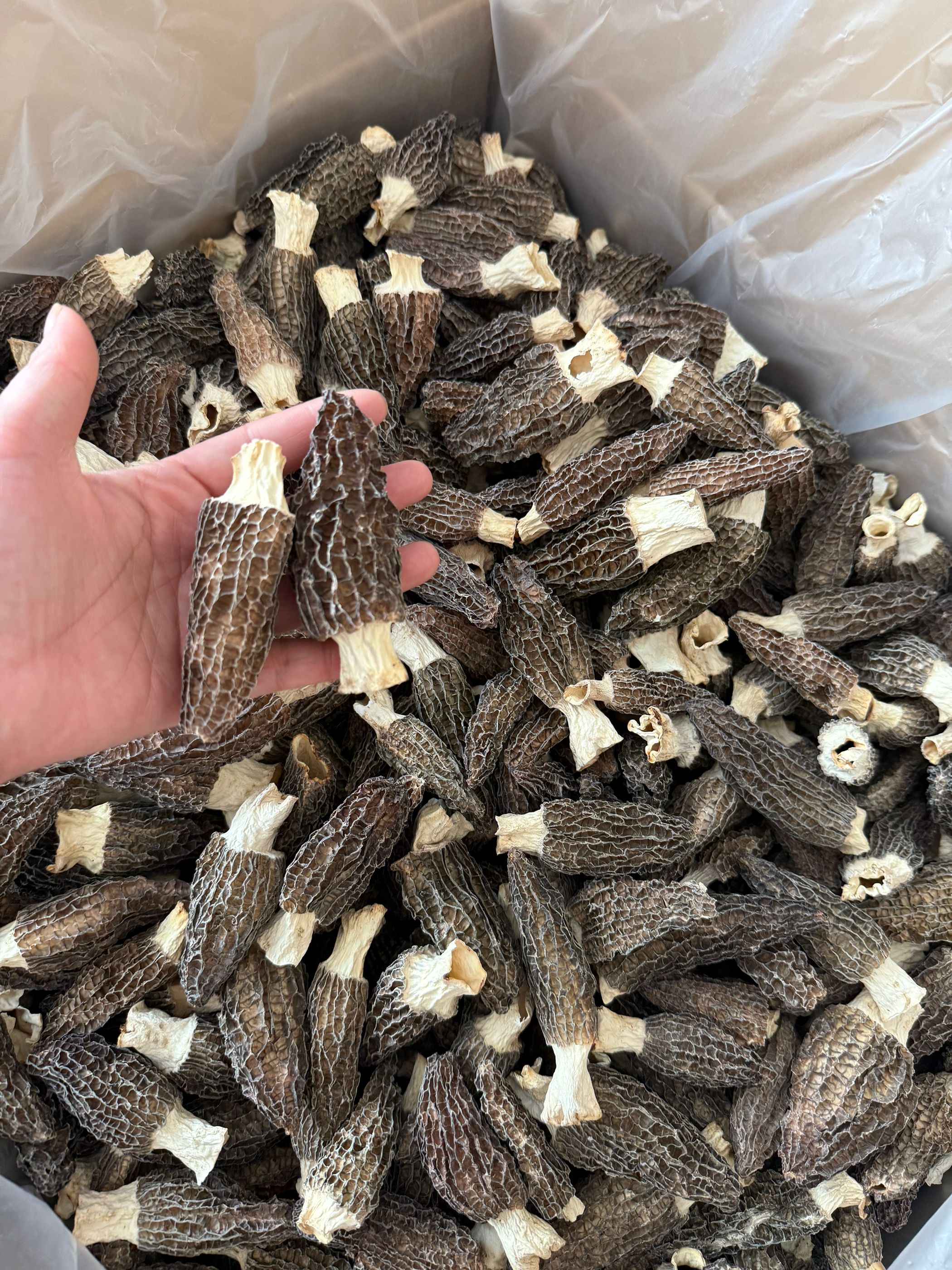 )干货羊肚菌干货250g