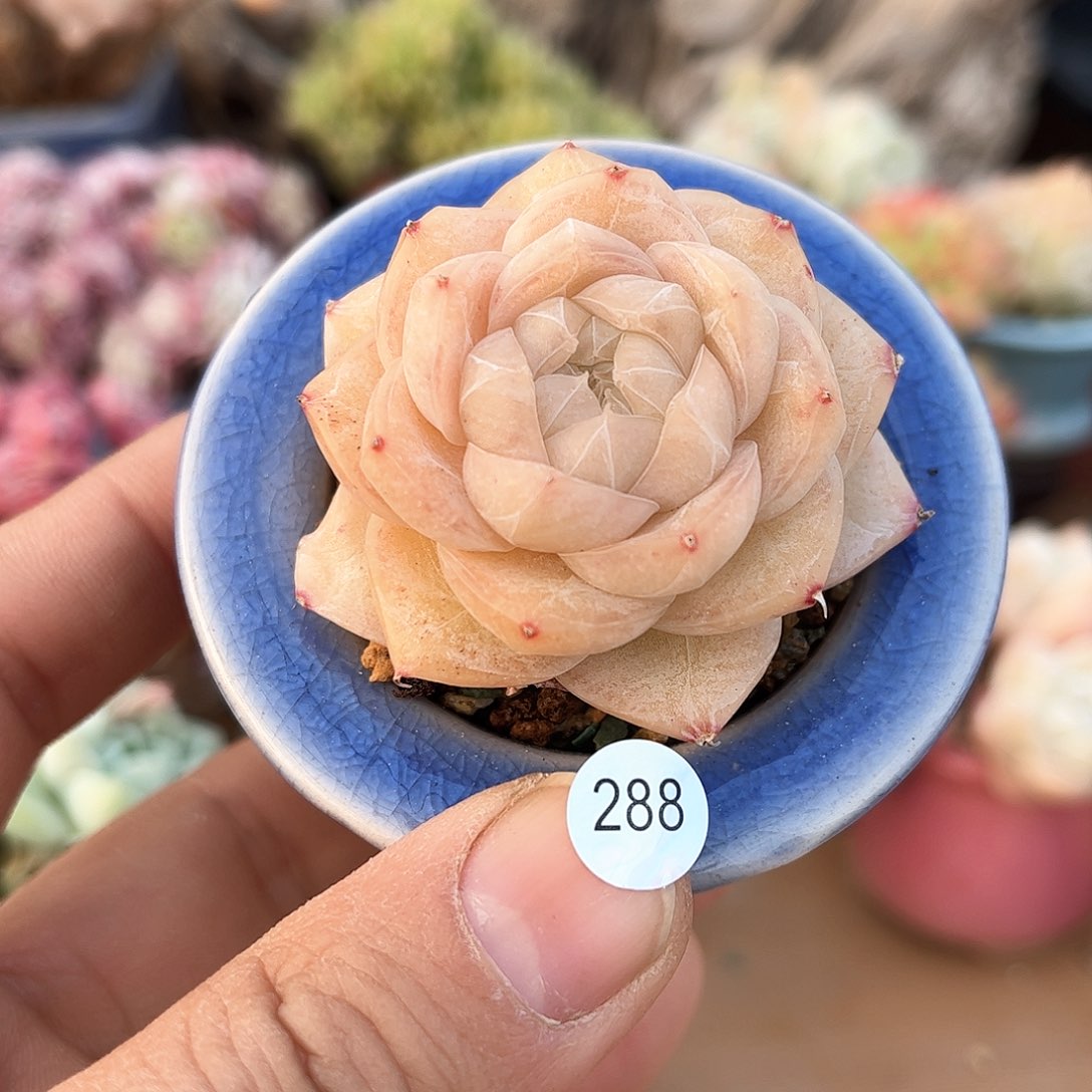 夏末秋凉288 含盆含土发货 30包邮偏远除外