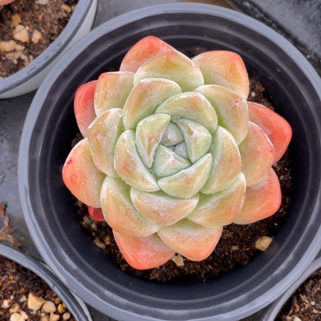 自助下单一物一拍多肉可寄养-冰玉