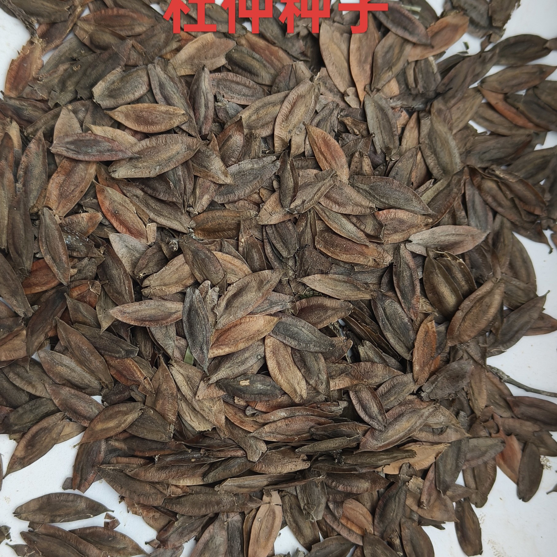 新采杜仲种子杜仲树种子药用杜仲种子中药材杜仲籽发芽率高